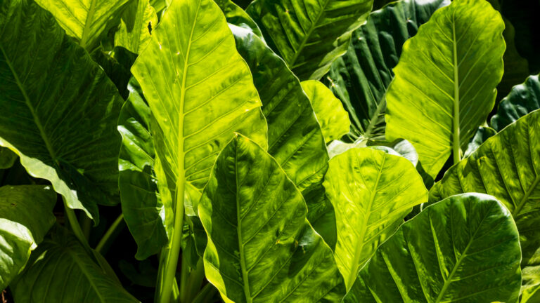 Plantar Taioba - Freepik