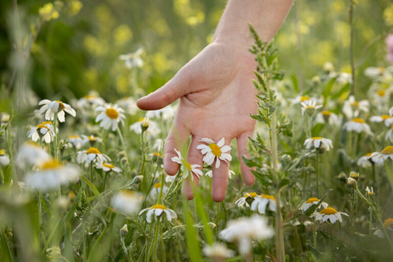 Plantar Camomila - Freepik