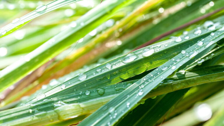 Capim-limão - Créditos: depositphotos.com / Kerdkanno