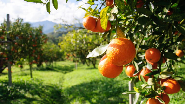 Plantar Laranja - Créditos: depositphotos.com / sripfoto
