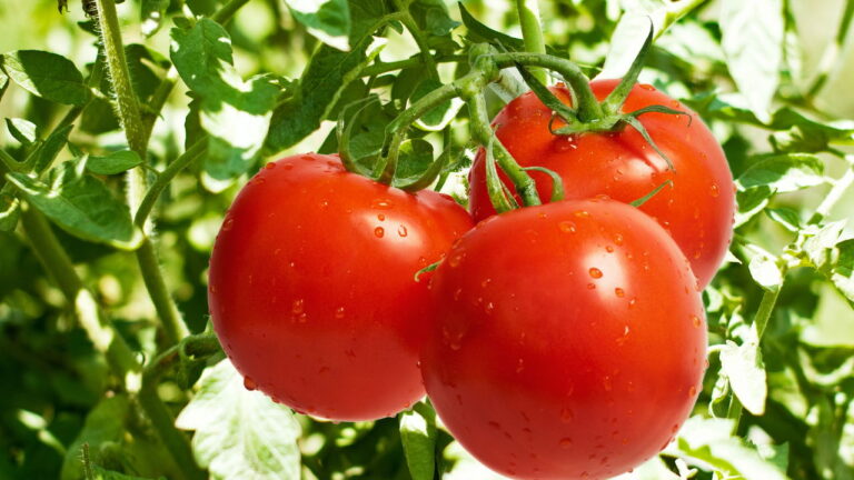 Como Plantar Tomate - Créditos: depositphotos.com / fotokostic