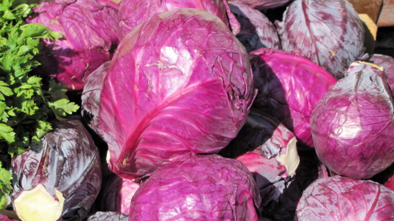 Como Cultivar Repolho Roxo e Garantir uma Produção Saudável