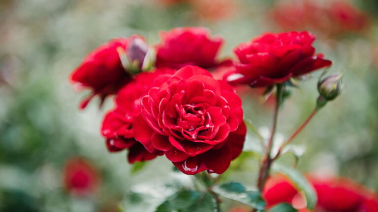 Plamtar Rosas - Créditos: depositphotos.com / MicEnin