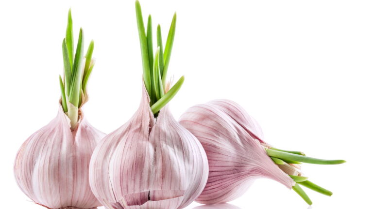 Dicas Práticas para Plantar Alho em Casa e Garantir uma Colheita Perfeita