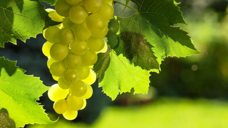 Passo a Passo para Produzir Uvas Verdes Doces e Suculentas